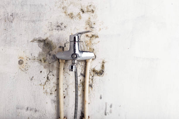 Best Mold Removal Company Near Me  in Baird, TX
