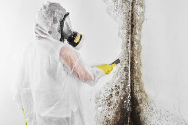 Crawl Space Mold Removal in Baird, TX