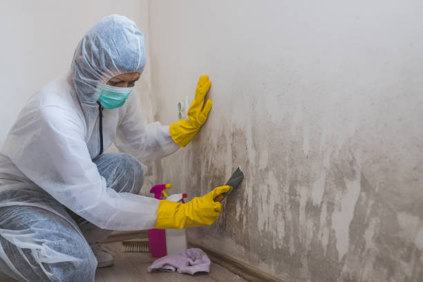 Best Commercial Mold Removal  in Baird, TX