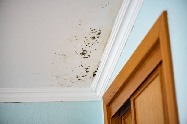 Mold Testing and Removal in Baird, TX