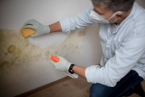 Best Home Mold Removal  in Baird, TX