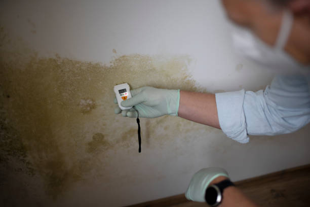 Best Attic Mold Removal  in Baird, TX