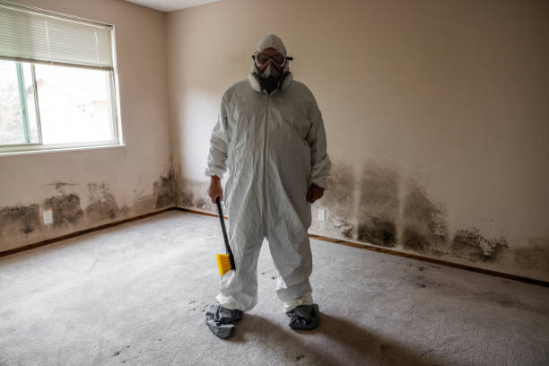 Trusted Baird, TX Mold Removal Experts