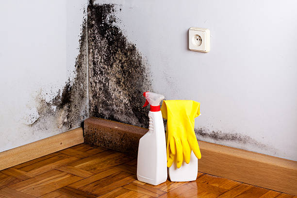 Best Mold Cleaning Services  in Baird, TX